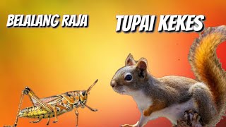 Download lagu KOMBINASI DUA MASTERAN DI SUKAI PARA RAJA KICAU mp3