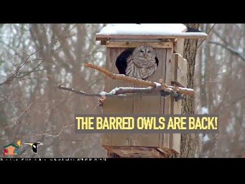 2019 WBU Barred Owl Cam Returns! – Mar. 1, 2019