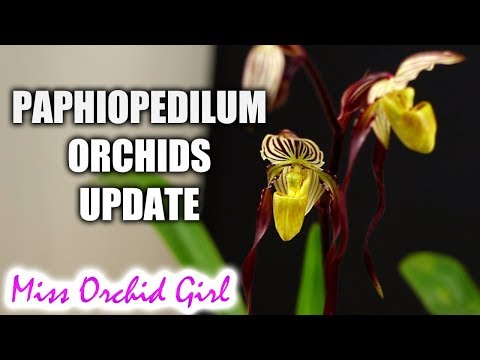 Paphiopedilum Orchids update