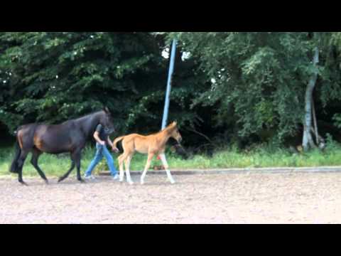 Skaraborn, Hengstfohlen von Scolari x Danone II x Marlesko xx