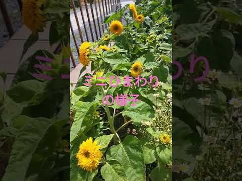 秋に窓辺のプランターに飾る花は何ですか?観賞用の最高峰種！  庭園