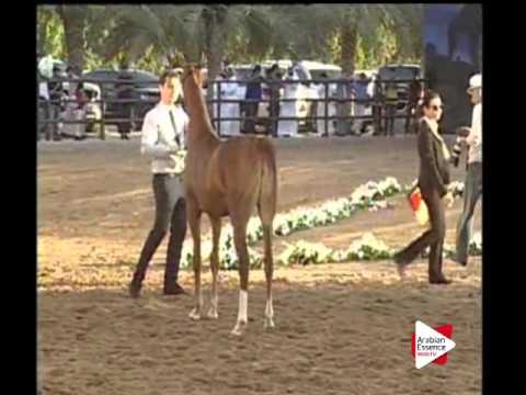 N.54 ANOUD AL HAMIDIYA - Ajman 2016 - Fillies 2 years old (Class 2A)