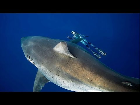 download lagu mp3 mp4 Tiburon Deep Blue, download lagu Tiburon Deep Blue gratis, unduh video klip Tiburon Deep Blue