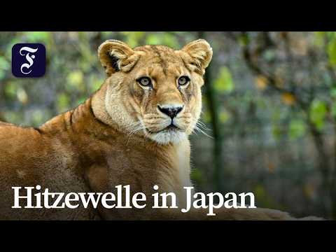Video Thumbnail: Japan: Drei Löwinnen im Zoo in Tokio gestorben