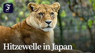 Japan: Drei Löwinnen im Zoo in Tokio gestorben