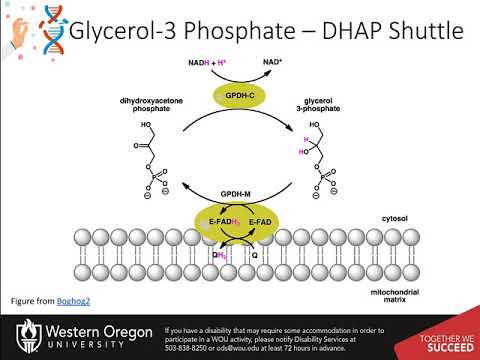 Glycolysis - The Fate of NADH