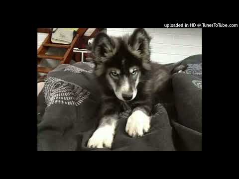 che type beat prod. @m0rph