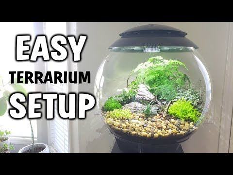 download lagu mp3 mp4 Setting Up A Terrarium For Plants, download lagu Setting Up A Terrarium For Plants gratis, unduh video klip Setting Up A Terrarium For Plants