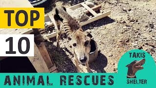 Top 10 animal rescues - 6 years Takis Shelter