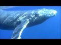 Humpbacks-To The Last Whale-CSN