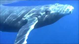 Humpbacks-To The Last Whale-CSN