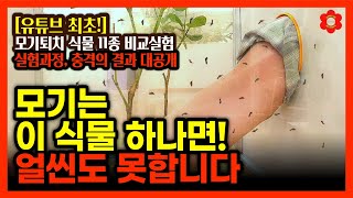 [※유튜브 최초실험※] 머리맡에 '이 식물' 하나만 있어도 모기가 얼씬도 못합니다ㅣ장마끝나면 진짜 모기시즌!…