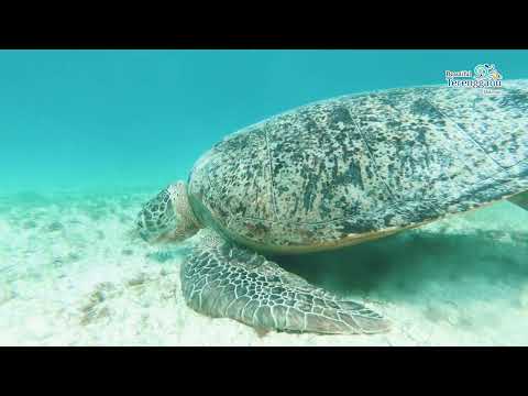 Pulau Perhentian