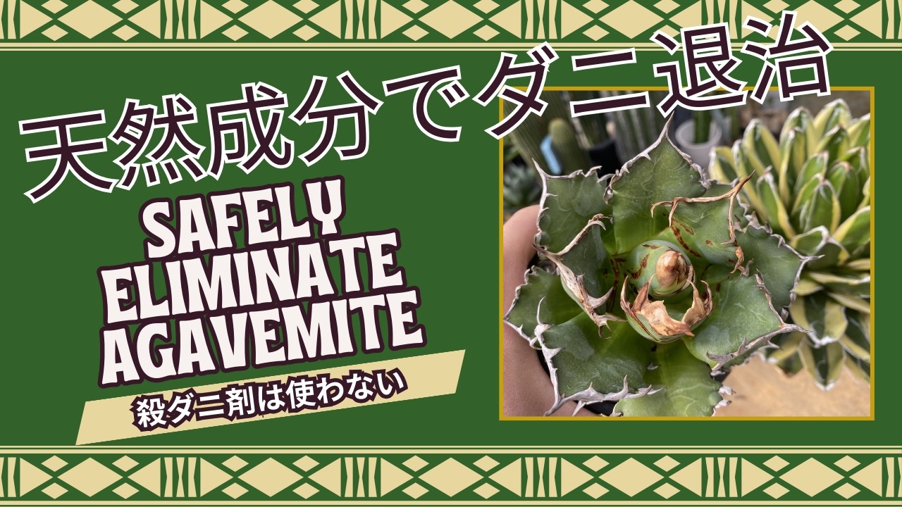 『ダニ』退治の強い味方、天然成分で溶かす！