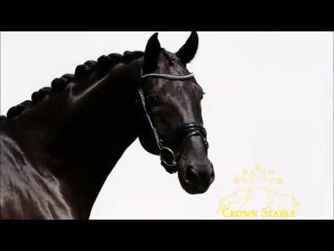 Sir Donnerhall x Royal Diamond