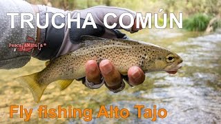 Trucha común - Fly fishing Alto Tajo