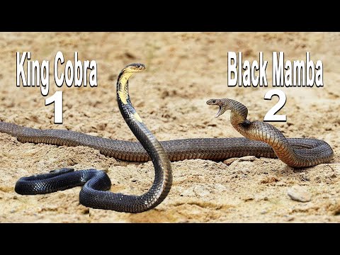 , title : 'Kral Kobra və Black Mamba (snakes video)'