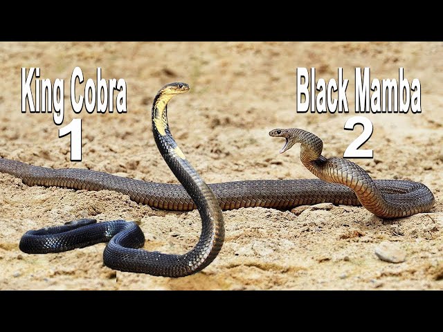Pronunție video a Dendroaspis polylepis în Engleză Pronunție video a Dendroaspis polylepis în Engleză
