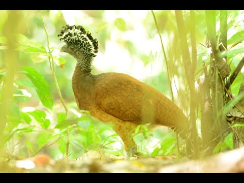 Kara Sun birding in / presenting wildlife of  Costa Rica - Caracol, Golfito, San Vito