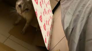 Re: [問題] 這樣到底有沒有敵意QQ