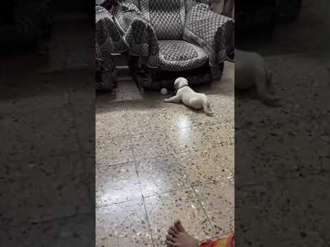 Play time 😄#labrador