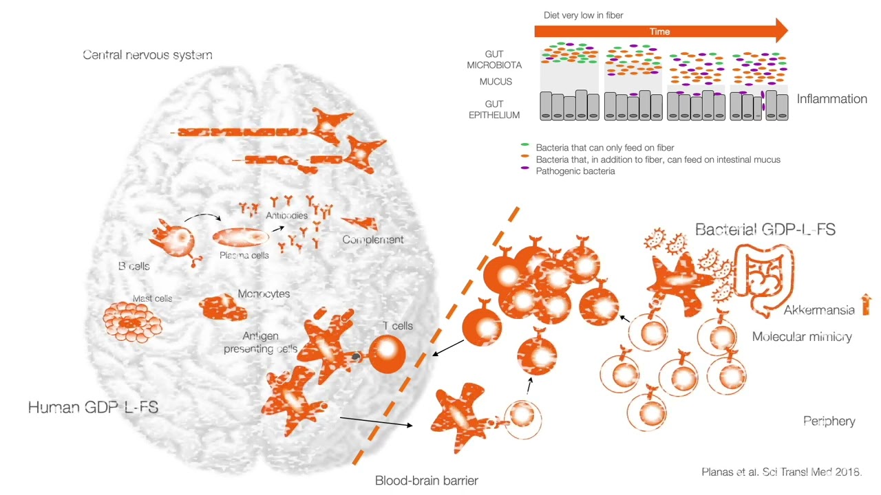 The gut microbiota - Role in multiple sclerosis
