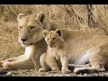 Lion Documentary Lion King Takes Over A New Pride Wild Planet HD
