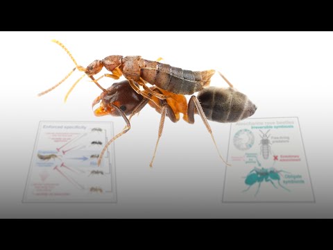 Stealth Beetles and Entrenched Symbiosis