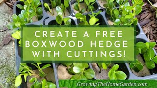 Boxwood Propagation from Cuttings (How to Make Your Own Boxwood Hedge for Free)