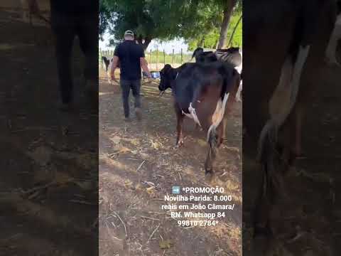Novilha Parida: 8.000 reais em João Câmara/ RN. Whatsapp 84 99810 2784*#gado