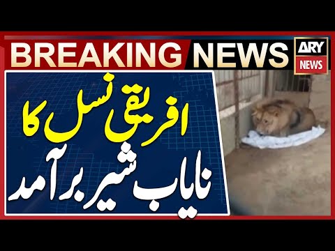 Rare African Lion Recovered from Gujar Khan