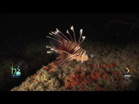 A 40 second film summary of Lions fish. (Ropme Sea Area).