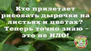 Кто прилетает рисовать дырочки на листьях и цветах? Теперь точно знаю - это не НЛО!