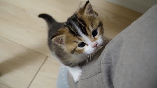Kitten Nico wants to be bothered by his owner, so he climbs up on his legs!