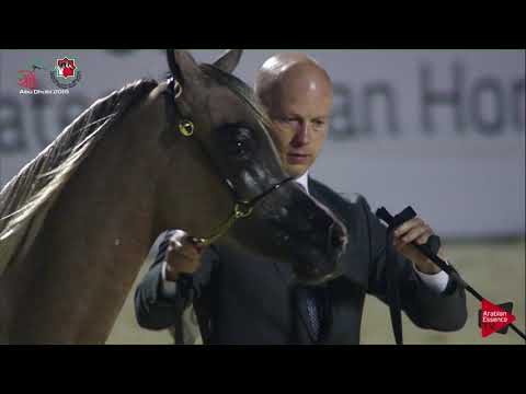 N 362 AL ARYAM SHKLAAN   UAE Nationals 2019