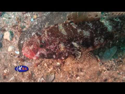 Gobius cruentatus