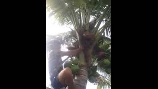 Download lagu KOCAK video lucu cara memanjat pohon WAJIB TONTON... mp3