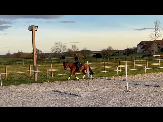 Hongre SF 2020 Dressage ou CCE