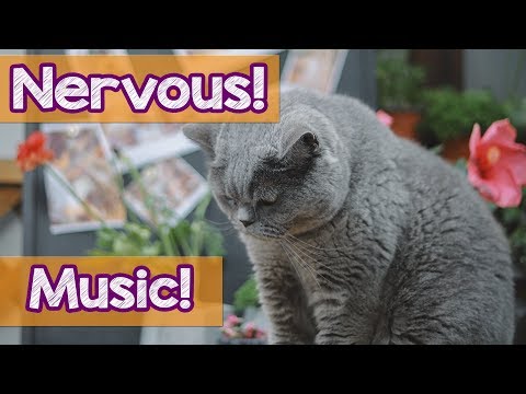 How To Help Nervous Cats? Music to Help My Anxious, Nervous & Shy Cats and Kittens! Keep My Cat Calm