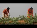 Irrigating Poor Rainfed Lands In India S West Bengal