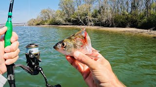 Light Tackle Drift Fishing for MONSTER Catfish | Simple Method for Catching Trophy Fish