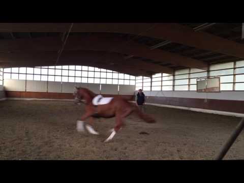 Quentchen Glück- 2012 Quasar de Charry mare