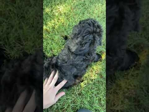 Meet Teddy F1bb Puppy
