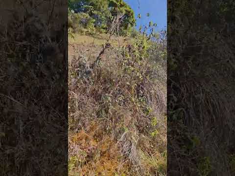 Naturaleza Relajante, San Pablo Cajamarca Perú #MochilerosInterestelares