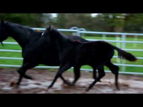 FOR SALE: SF v D´Egalite (SlowMo) M: Hotline - Wolkentanz - Donnerhall - Pik Bube Duir Ask Ichschi