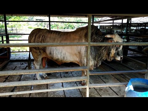 The Biggest Bull From Indonesia | The Largest and Strong Bull