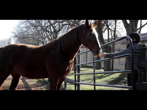 Sentinel Active Senior: Extruded Horse Feed