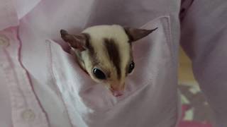 フクロモモンガ　胸ポケットからこんにちは。