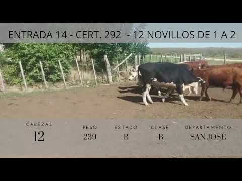 Lote 12 Novillos 1 a 2 años 8HExAA,  1HExNO,  3HE 239kg -  en San jose camino el coronilla, a 25 de san josé