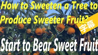 How to Sweeten A Tree to Produce Sweet Fruit? Making A Tree Start to Bear Sweet Fruit Is Not a Dream